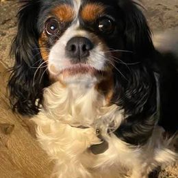 Cavalier King Charles Spaniels from Shady Cove Cavaliers, Southern Or.
