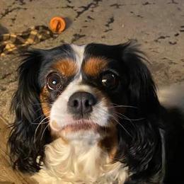 Cavalier King Charles Spaniels from Shady Cove Cavaliers, Southern Or.