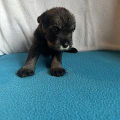 Girl 6 - female Standard Schnauzer puppy in Medina, Ohio from Nordic Sky- Standard Schnauzers