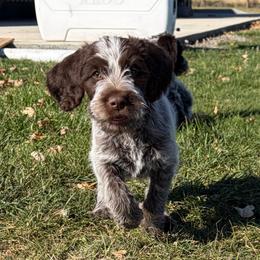 Hank-(Venom) - Brown and gray male Wirehaired Pointing Griffon puppy in Grangeville, Idaho from Happy Hollow Griffons