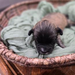 Chunk - Brown male Shichon puppy in Bradford, Ohio from Ted E. Bear Patch