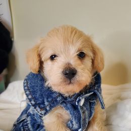 Girl 3 - Schnoodle puppy in Leitchfield, Kentucky from Eveleigh Acres Puppies