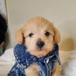 Girl 3 - Schnoodle puppy in Leitchfield, Kentucky from Eveleigh Acres Puppies