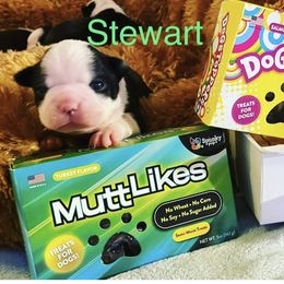 Boston Terrier Puppies from Rocknbostons