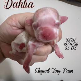 Girl 1 - Cream female Mi-Ki puppy in Middleburg, Florida from Elegant Tiny Paws