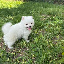 Twilight Sparkle - White female Pomeranian puppy in Rhode Island from Heartfelt Kennels
