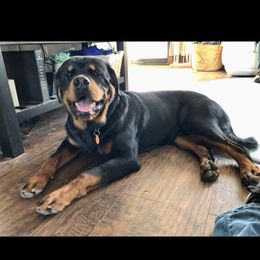 Miniature Schnauzer and Rottweiler All Grown Up from Rough Creek Kennels