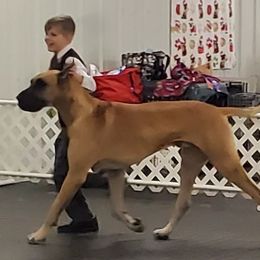 Great Danes from Nikolodeon Danes