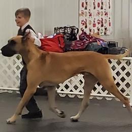 Great Danes from Nikolodeon Danes