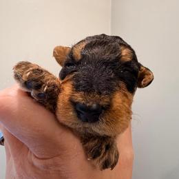 Baby Boy White - Black and tan male Airedale Terrier puppy in Mooresville, North Carolina from Farm 55