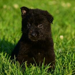 Black girl - Black female German Shepherd puppy in Clarkrange, Tennessee from Vom Wolff