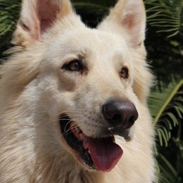 Tude  - German Shepherd