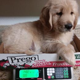 Golden Retriever Puppies from Davids Golden Retrievers