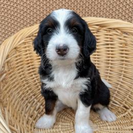 Padfoot - Tri-color male Bernedoodle puppy in Apache Junction, Arizona from Coffey House Doodles