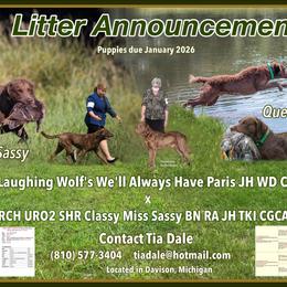 Chesapeake Bay Retriever puppies from Marshpoint Gun Dogs