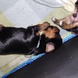 Blue Collar - Black and tan male Yorkshire Terrier puppy in Sidney, Ohio from Little Yorkie World