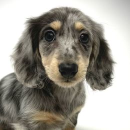 Star - Blue and cream Dachshund puppy in Magnolia, Texas from Billboard Doxies
