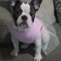 Baby Girl No. 2 - White female French Bulldog puppy in Austin, Texas from ourfrenchies2yours