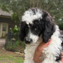 Messi - Parti male Poodle puppy in Florence County, South Carolina from Modern Family Standards
