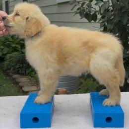 River (blue) - Golden male Golden Retriever puppy in Franklin, West Virginia from Wildmour K9