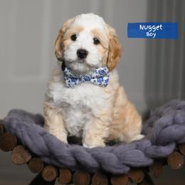 Nugget - Gold male Australian Labradoodle puppy in Port Orchard, Washington from Snooze and Sniff Labradoodles