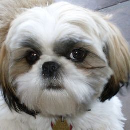 Sweetie - Shih Tzu