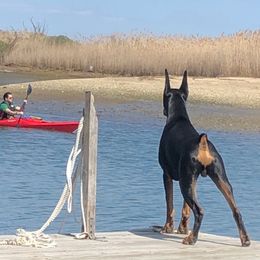 Doberman Pinscher Puppies from Ocean’s Breeze Doberman Pinschers