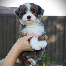 Ruby - Blue merle female Bernedoodle puppy in Eagle Mountain, Utah from Fur Real Puppies.