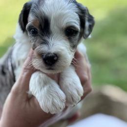Aspen - Merle male Bernedoodle puppy in Rising Sun, Indiana from Ruby Lane Doodles