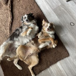 Miniature Australian Shepherd and Pembroke Welsh Corgi Puppies from The Hoppers Back 40