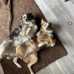Miniature Australian Shepherd and Pembroke Welsh Corgi Puppies from The Hoppers Back 40