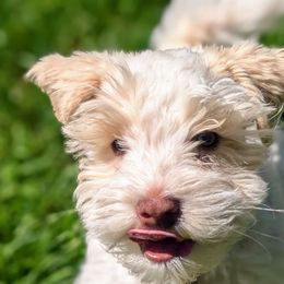 Miniature Schnauzers from Cole Country Schnauzers