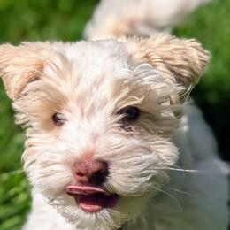 Miniature Schnauzers from Cole Country Schnauzers