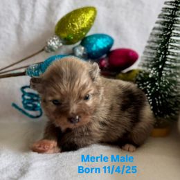 Pomeranian Puppies from Adelia’s perfect poms