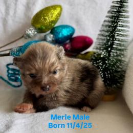 Pomeranian Puppies from Adelia’s perfect poms