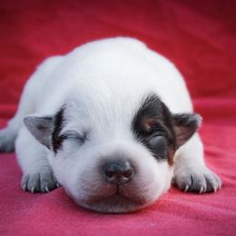 Lyric - Blue speckled female Australian Cattle Dog puppy in Runnels County, Texas from MC Heelers & Aussies