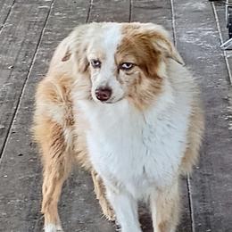 Rioith full white collar - Red merle male Toy Australian Shepherd puppy in Fort White, Florida from Triple-s-kennel