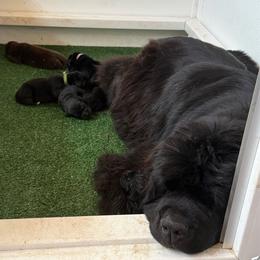 Black Boy - Black male Newfoundland puppy in Squaw Valley, California from Bear Mountain