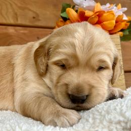 Rufus - Golden male Golden Retriever puppy in Doniphan, Missouri from Stockford’s Golden Retrievers