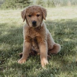 Golden Retriever Puppies from Trisha Ferris' Golden Retrievers