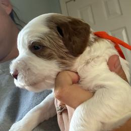 Orange Collar - Parti male Goldendoodle puppy in Winchester, Tennessee from Mahaffey’s Doodles