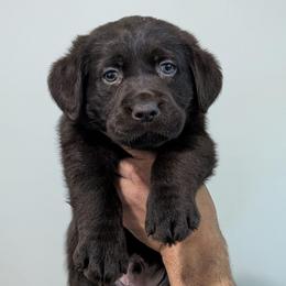 Oak - Chocolate male Labrador Retriever puppy in Lithonia, Georgia from Marmolejos Labs