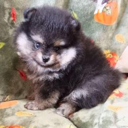Blizzard - Black and tan female Pomeranian puppy in Pembroke, Georgia from Triple P Babies/Pampered Pom Pom babies