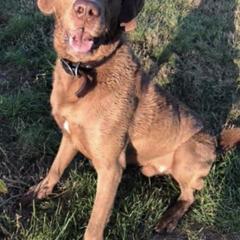 Chesapeake Bay Retrievers from Buffalo Creek Chesapeakes