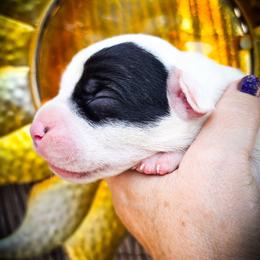 Girl 1 Grace O'Malley - White female Dogo Argentino puppy in San Diego, California from Debonair Dogos