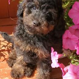 Poodle Puppies from Cedar House Heritage Poodles