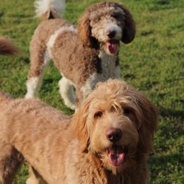 Goldendoodle All Grown Up from Doodles of Stonington