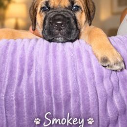 Smokey - Fawn male Cane Corso puppy in Waxahachie, Texas from A&M Kennels