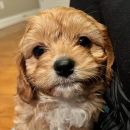 Sausage OFA F1 - Red male Cavapoo puppy in Garland, Kansas from 3W Ranch