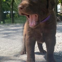 Chesapeake Bay Retrievers and English Cocker Spaniels from Schillings Gun Dogs